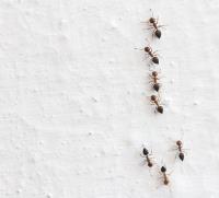 Ant Pest Control Services Sydney image 2